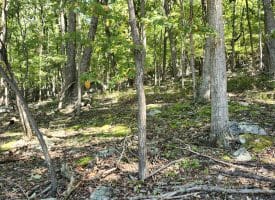 Lot 13 – Pine Ridge Rd EXT, Wardensville, WV