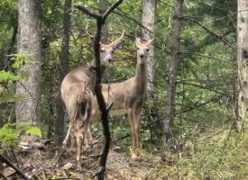 Lot 13 – Pine Ridge Rd EXT, Wardensville, WV