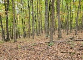 Firecracker Ln., Delray, WV  26714