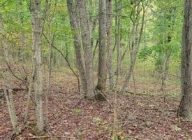 Bear Rd., Delray WV  26714