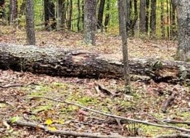 Firecracker Ln., Delray, WV  26714