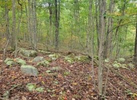 Bear Rd., Delray WV  26714