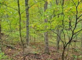 Hawks Way, Delray, WV  26714