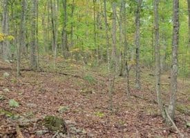 Bear Rd., Delray WV  26714