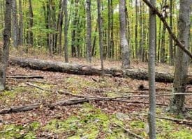 Firecracker Ln., Delray, WV  26714