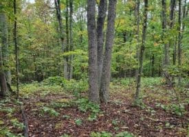Hawks Way, Delray, WV  26714