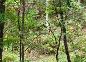 Firecracker Ln., Delray, WV  26714