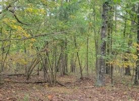 Bear Rd., Delray WV  26714