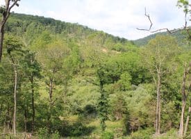 686.10 Acres Thorn Bottom Road, Wardensville, WV 26851