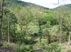 686.10 Acres Thorn Bottom Road, Wardensville, WV 26851