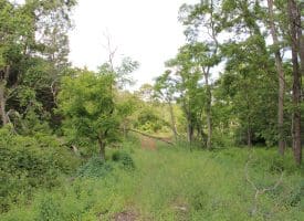 686.10 Acres Thorn Bottom Road, Wardensville, WV 26851