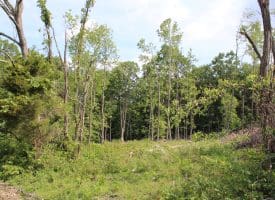 686.10 Acres Thorn Bottom Road, Wardensville, WV 26851