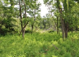 686.10 Acres Thorn Bottom Road, Wardensville, WV 26851
