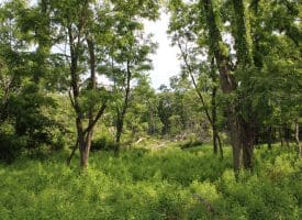 686.10 Acres Thorn Bottom Road, Wardensville, WV 26851