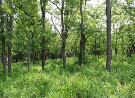 686.10 Acres Thorn Bottom Road, Wardensville, WV 26851