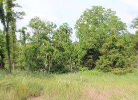 686.10 Acres Thorn Bottom Road, Wardensville, WV 26851