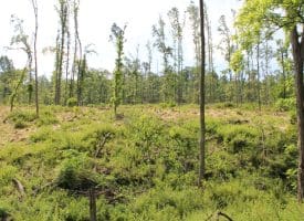 686.10 Acres Thorn Bottom Road, Wardensville, WV 26851