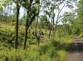 686.10 Acres Thorn Bottom Road, Wardensville, WV 26851