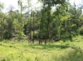 686.10 Acres Thorn Bottom Road, Wardensville, WV 26851