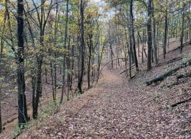 49.76 Acres Dans Run Road, Springfield, WV 26763