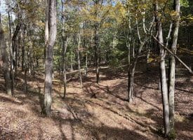 49.76 Acres Dans Run Road, Springfield, WV 26763