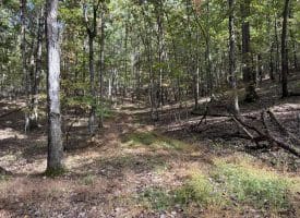 49.76 Acres Dans Run Road, Springfield, WV 26763