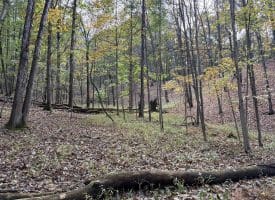 49.76 Acres Dans Run Road, Springfield, WV 26763