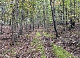 49.76 Acres Dans Run Road, Springfield, WV 26763