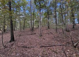 49.76 Acres Dans Run Road, Springfield, WV 26763