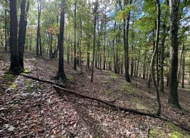 49.76 Acres Dans Run Road, Springfield, WV 26763