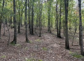 49.76 Acres Dans Run Road, Springfield, WV 26763