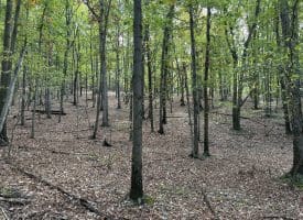 49.76 Acres Dans Run Road, Springfield, WV 26763
