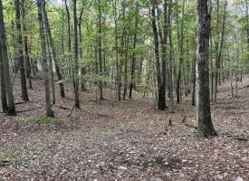49.76 Acres Dans Run Road, Springfield, WV 26763