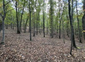 49.76 Acres Dans Run Road, Springfield, WV 26763