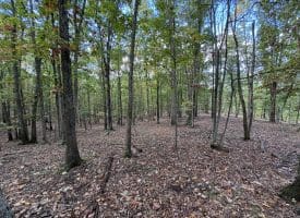 49.76 Acres Dans Run Road, Springfield, WV 26763