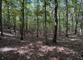 49.76 Acres Dans Run Road, Springfield, WV 26763