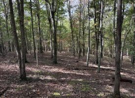 49.76 Acres Dans Run Road, Springfield, WV 26763