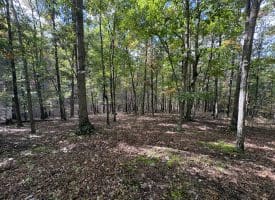 49.76 Acres Dans Run Road, Springfield, WV 26763