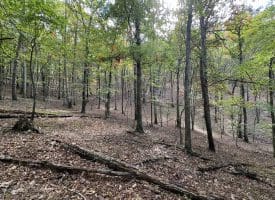 49.76 Acres Dans Run Road, Springfield, WV 26763