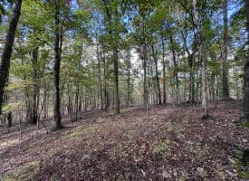 49.76 Acres Dans Run Road, Springfield, WV 26763