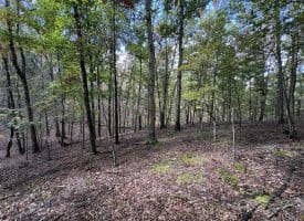49.76 Acres Dans Run Road, Springfield, WV 26763