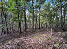 49.76 Acres Dans Run Road, Springfield, WV 26763