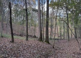 49.76 Acres Dans Run Road, Springfield, WV 26763