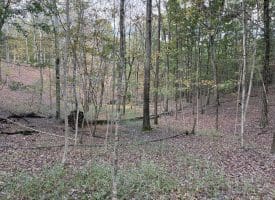 49.76 Acres Dans Run Road, Springfield, WV 26763