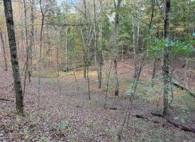 49.76 Acres Dans Run Road, Springfield, WV 26763