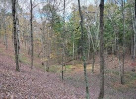 49.76 Acres Dans Run Road, Springfield, WV 26763