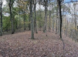 49.76 Acres Dans Run Road, Springfield, WV 26763