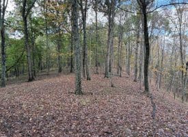 49.76 Acres Dans Run Road, Springfield, WV 26763