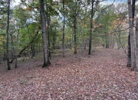 49.76 Acres Dans Run Road, Springfield, WV 26763
