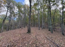49.76 Acres Dans Run Road, Springfield, WV 26763